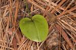 Green adder's-mouth orchid